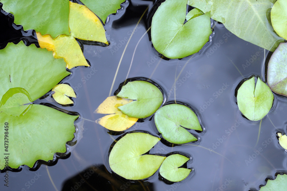 lotus leaf in water lotus leaf in water
