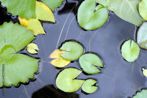 lotus leaf in water