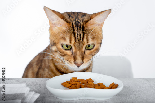 Cat and a bowl with a treat on a white background.