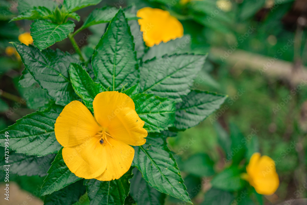 Macro photo of wild flower on the park when spring time. the photos is perfect for pamphlet, nature poster, nature promotion and traveler. Macro photo of wild flower on the park when spring time. the photos is perfect for pamphlet, nature poster, nature promotion and traveler.