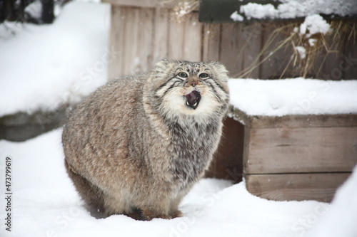 portrait of manul cat sitting on snow photo