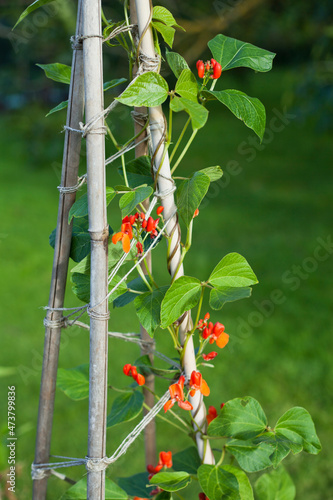 Schilderij op canvas Phaseolus coccineus -  orange blooming flowers of runner beans in the garden -  vigorous plant