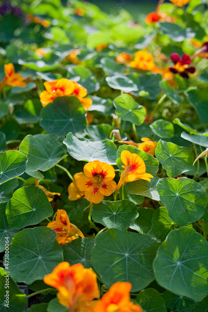 Nasturtium flowers in the vegetable garden -  edible plants.