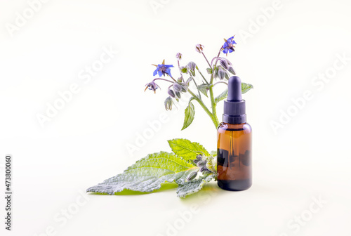 bottle with pipette with borage oil and borage flowers on a green background photo