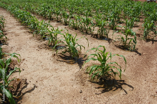 la technique appliquée  pour la recupération des terres degradées au Burkina faso. photo