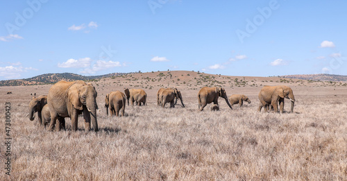 A breeding herd of Elephants grazing at Borana Lodge in Kenya photo