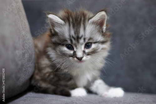 Portrait of grey cute fluffy kitty