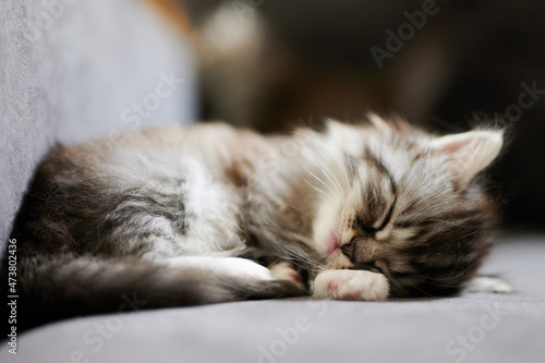 Fototapeta Naklejka Na Ścianę i Meble -  Portrait of cute grey kitty