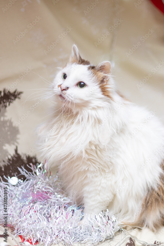 Funny cat in Christmas decorations. New Year
