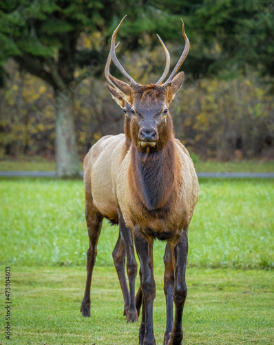 Two Elk or Manitoban Elk sparring near Oconaluftee Visitor Center in Great Smoky Mountains National Park in North Carolina USA