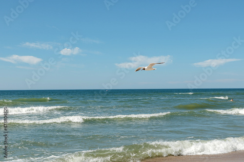 Балтийское море лето чайка птица отдых полет волны