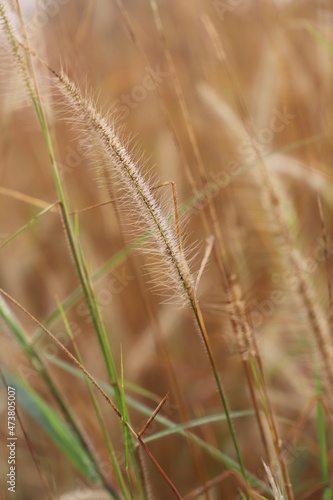 grass in the wind