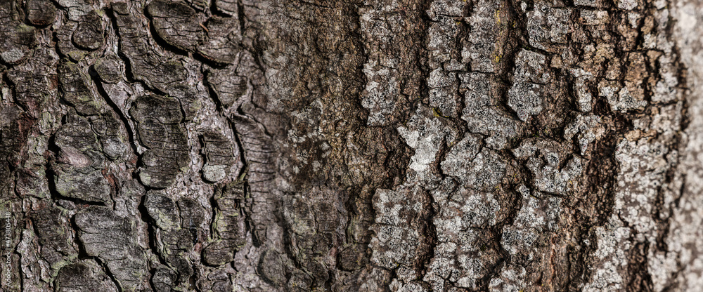 Texture of tree bark as background, closeup view. Banner design Texture of tree bark as background, closeup view. Banner design