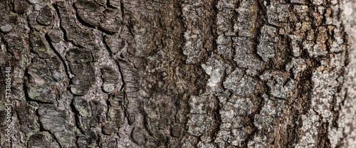 Texture of tree bark as background, closeup view. Banner design