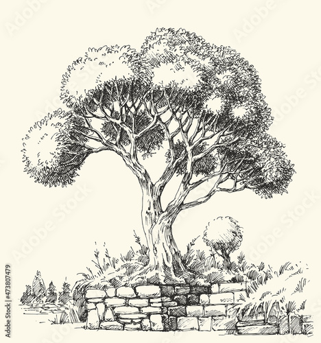 Olive tree landscape hand drawing