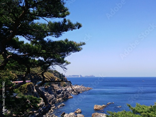 pine tree on the beach