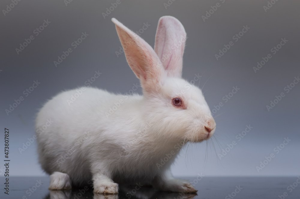 Rabbits are small, furry mammals with long ears, short fluffy tails, and strong, large hind legs. They have two pairs of sharp incisors (front teeth), one pair on top and one pair on the bottom Rabbits are small, furry mammals with long ears, short fluffy tails, and strong, large hind legs. They have two pairs of sharp incisors (front teeth), one pair on top and one pair on the bottom