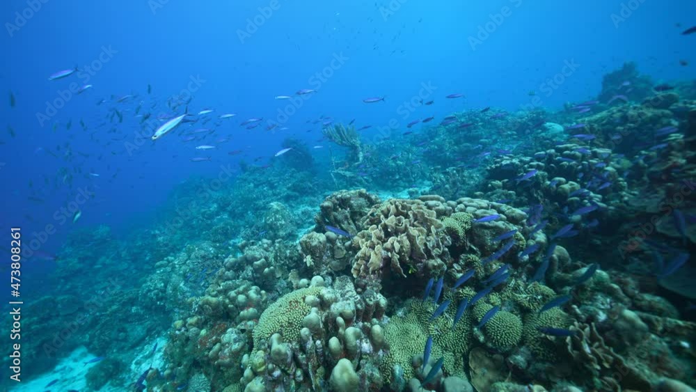 Seascape with various fish, coral, and sponge in the coral reef of the Caribbean Sea, Curacao Seascape with various fish, coral, and sponge in the coral reef of the Caribbean Sea, Curacao