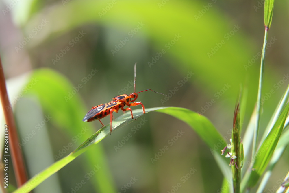 Naklejka premium red bug on a leaf