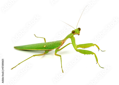 praying mantis swayed back and forth. on a white background. 