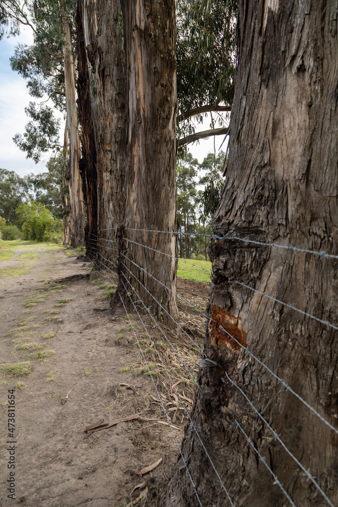 lush trees with details of the texture of their bark next to a winged wire fence of a rural dirt road, outside in the day