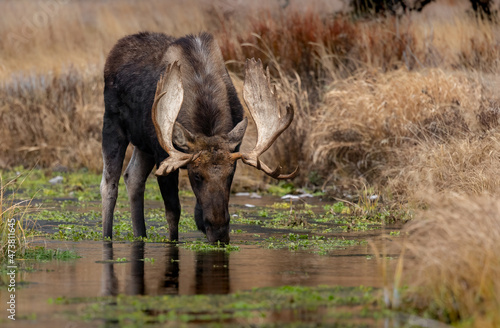 Canvas-taulu Bull moose in Grand Teton National Park