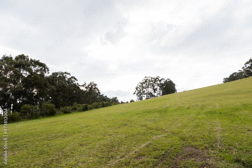 beautiful panoramic landscape in the day with trees and grass in the field, scene with nature on a hill, background