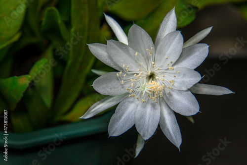 wijaya kusuma flower, Epiphyllum anguliger, crenate orchid cactus, Night Jasmine Epiphyllum.  is a very unique flower blooms only few hours during midnight. looks beautiful and spoils the eyes