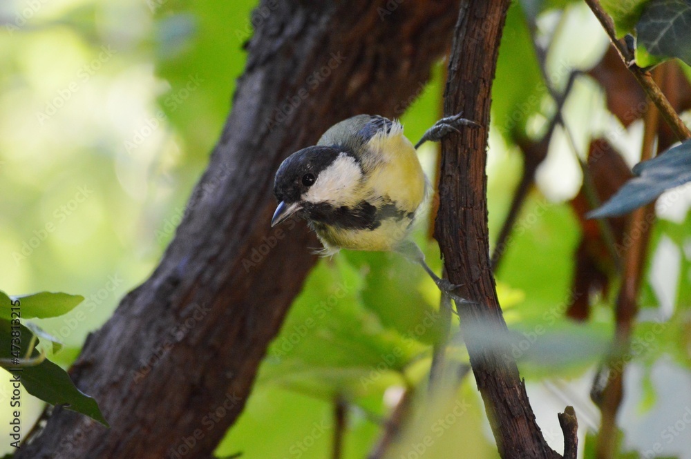 Obraz premium a small bird on a branch