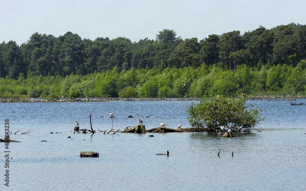 Naklejka premium Tree trunks and birds in the lake