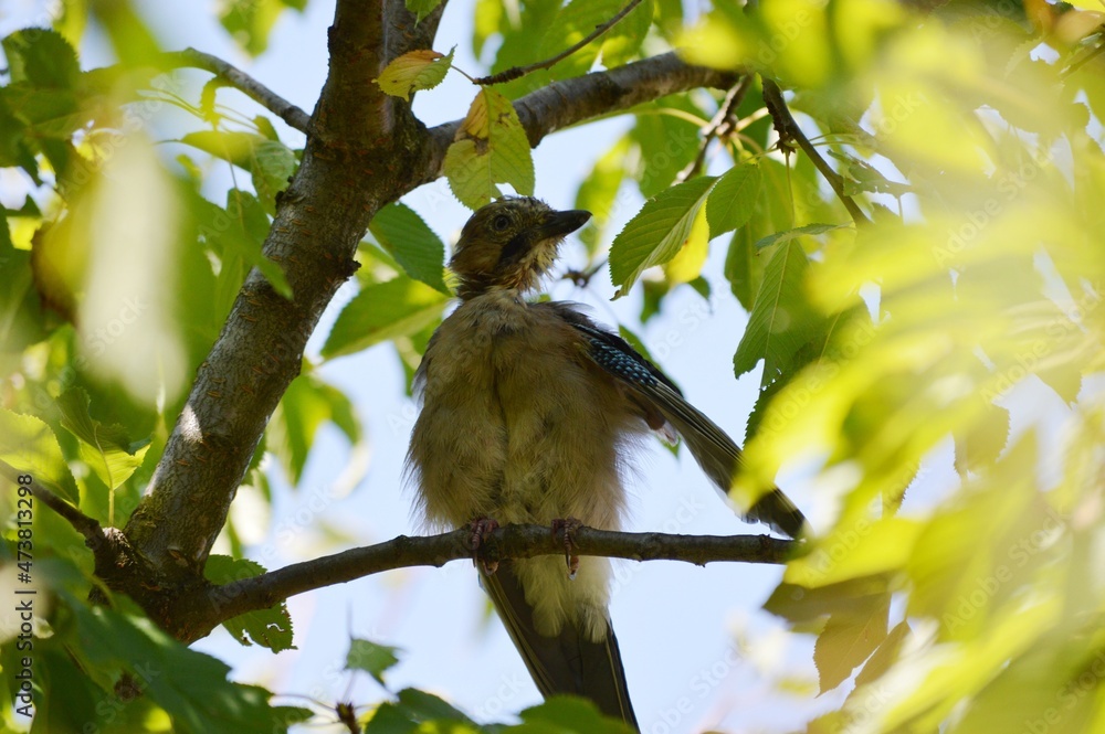Fototapeta premium a bird on a branch cleans its feathers