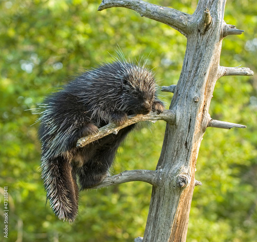 Porcupine in tree photo