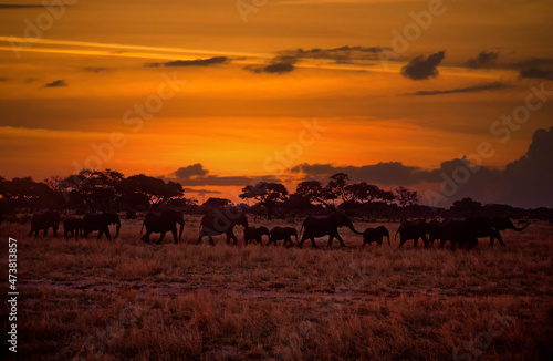 Breeding herd of elephants silhouette,dawn sky