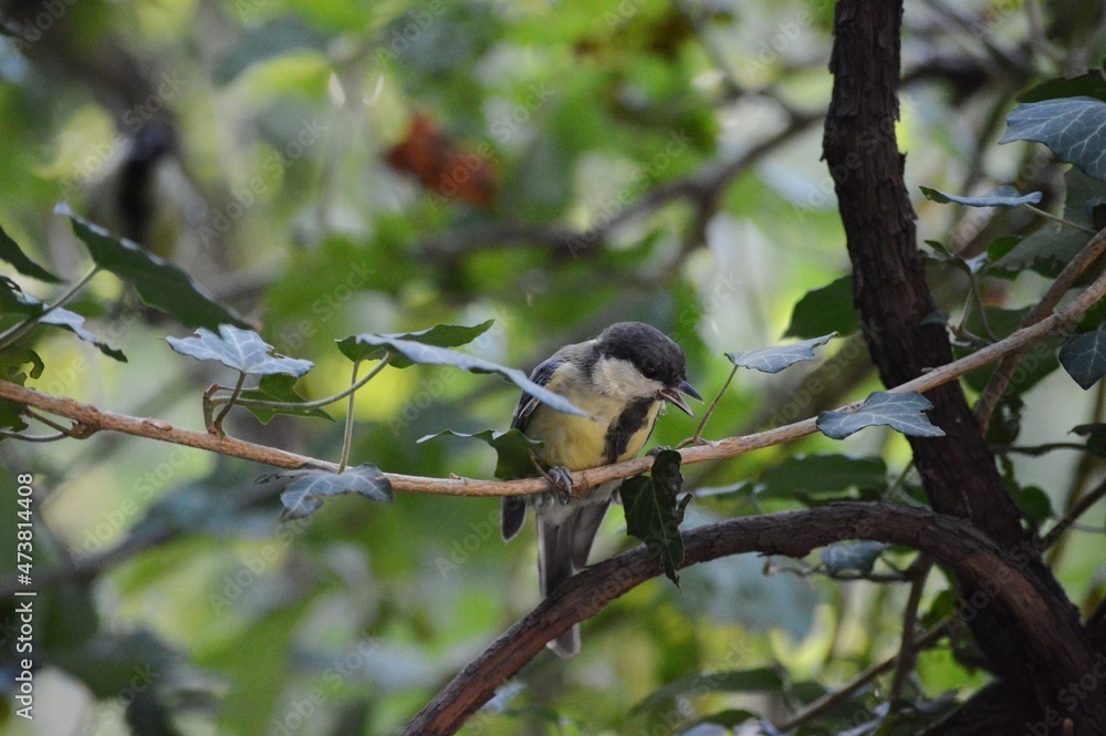 Obraz premium a small bird on a branch