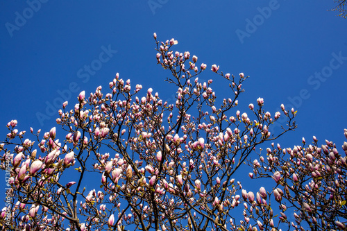Bright white and pink flowering branches in bloom of a magnolia tree in the garden against a blue cloudless sky background on a beautiful sunny day in the spring time