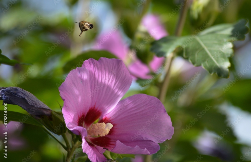 Naklejka premium the bee flies towards the purple flower
