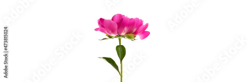 Beautiful pink peony isolated on white background. Floral wide panoramic banner design