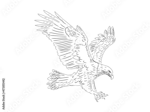 eagle hand drawing, sketch image vector