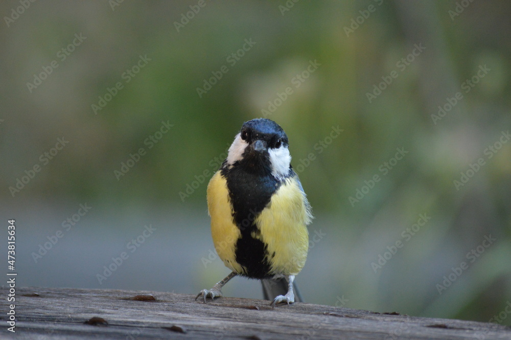 a small bird is looking for food