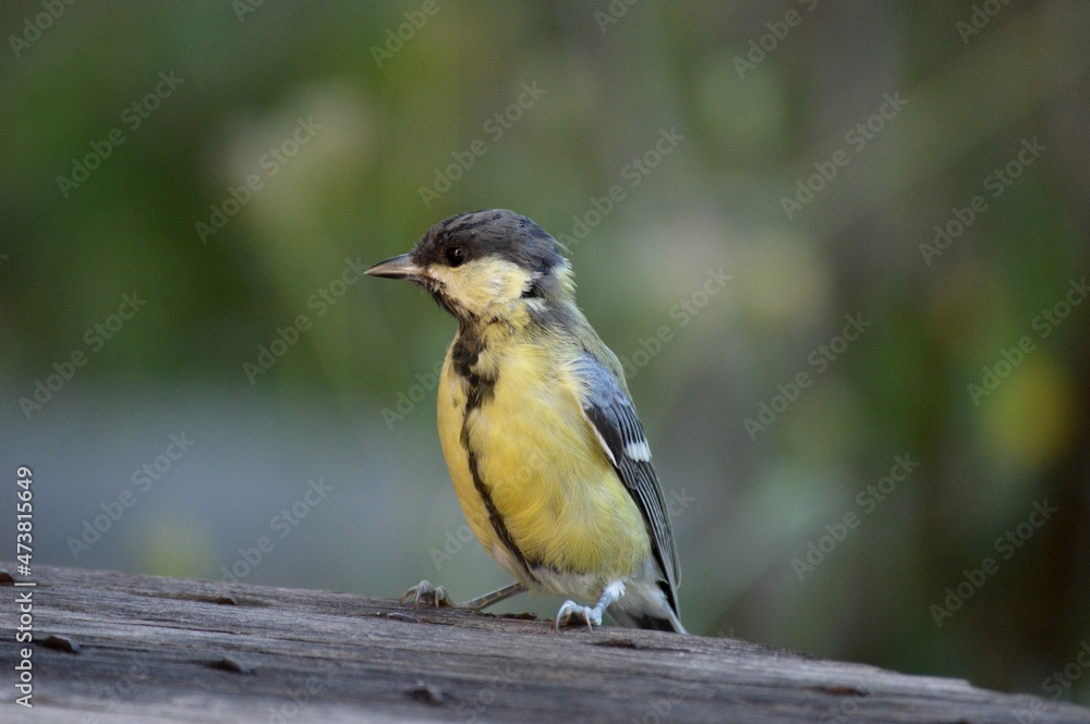 Fototapeta premium a small bird is looking for food