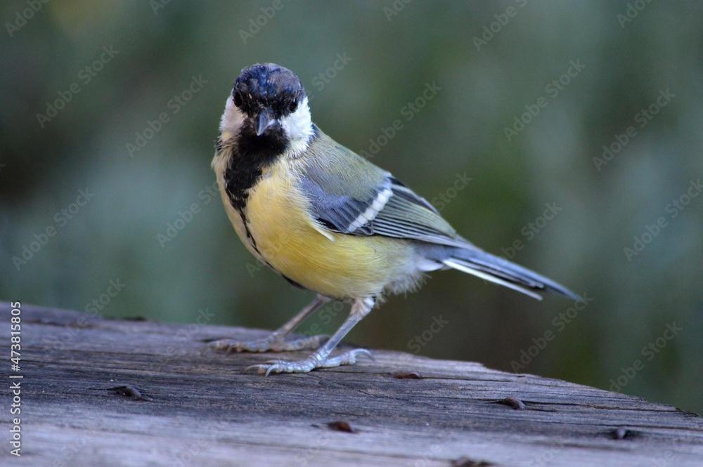 Obraz premium a small bird is looking for food