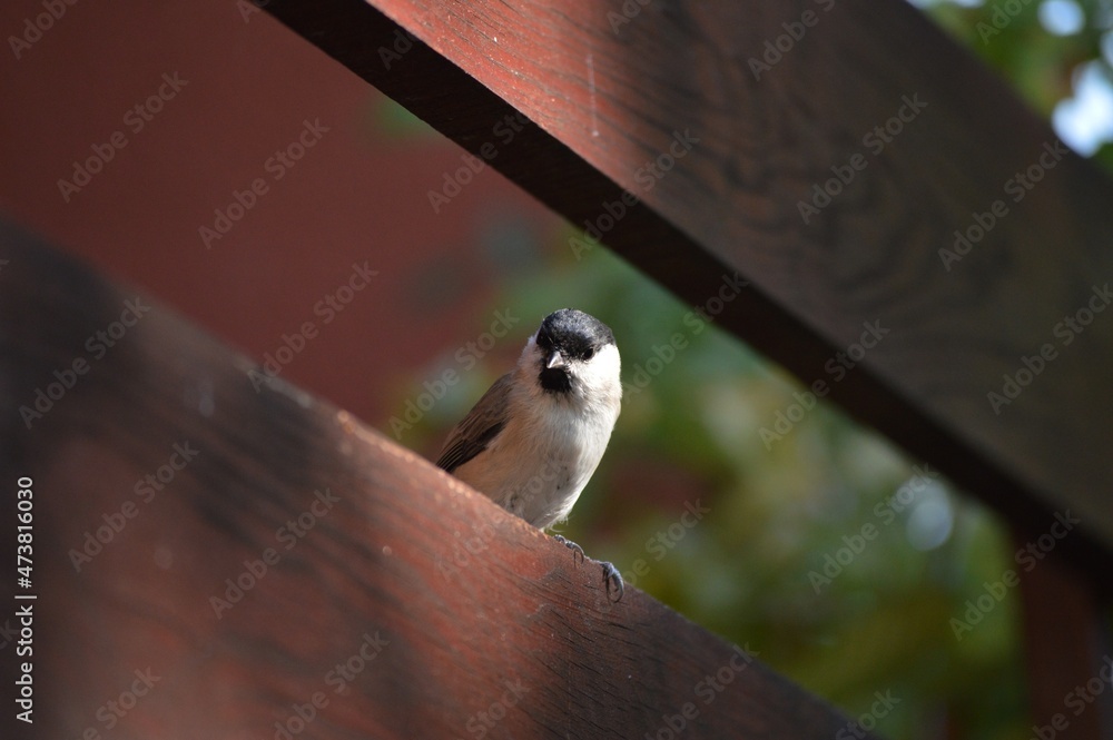 Naklejka premium a small bird is looking for food