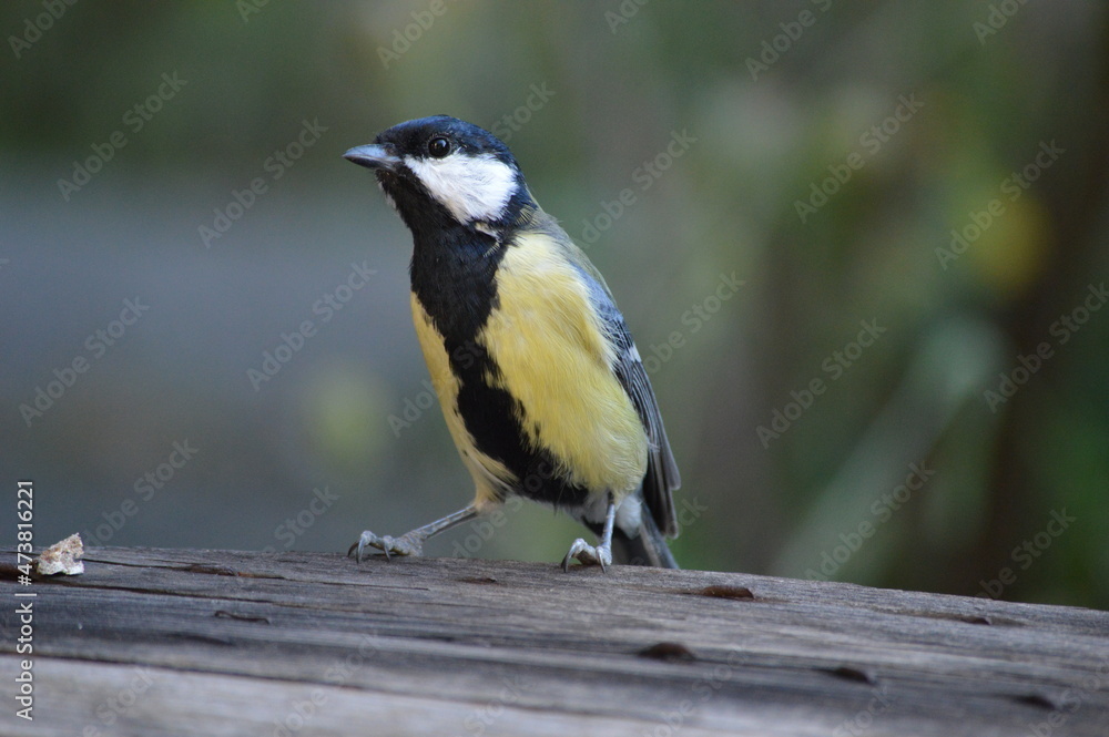 a small bird is looking for food a small bird is looking for food