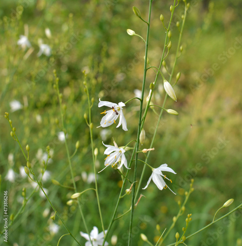 Anthericum ramosum blooms in nature in summer photo