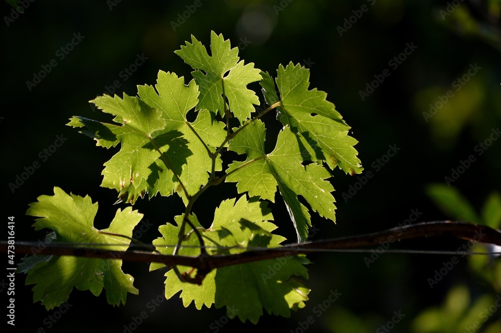 the green leaves of the vine illuminated by the sun