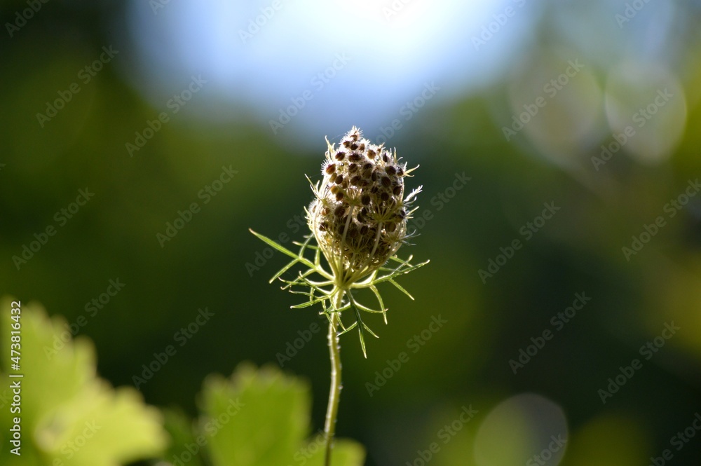 dry seed plants in autumn dry seed plants in autumn
