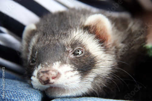 Close-up portrait of a domestic ferret resting on the knees of its owner photo