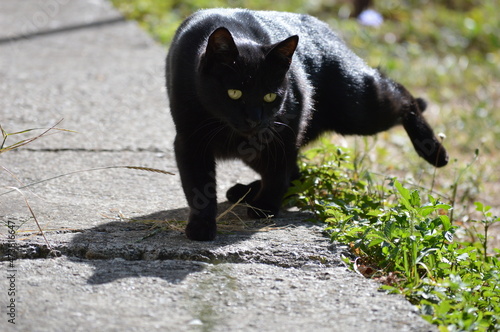 the black cat sneaks up on its prey © oljasimovic