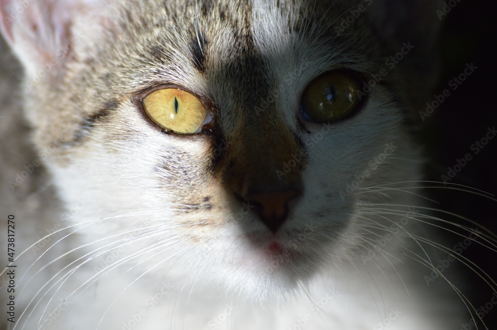 a cat with yellow eyes in the shadows