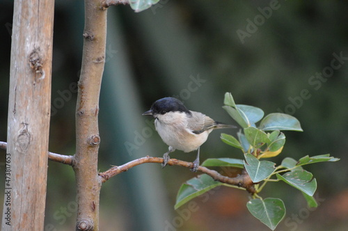 a small bird on a branch photo